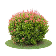 Ecofertil Maroc 3 ARBRES, ARBUSTES