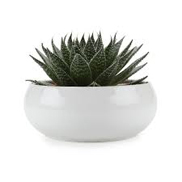 Ecofertil Maroc 9 REMPOTAGE