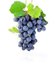 Ecofertil Maroc 11 VITICULTURE